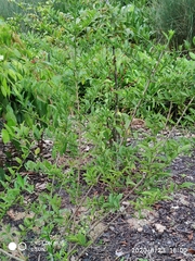 Oxyceros longiflorus