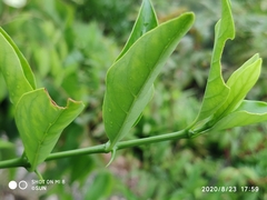 Oxyceros longiflorus