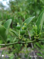 Oxyceros longiflorus