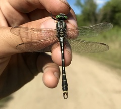 Nihonogomphus ruptus