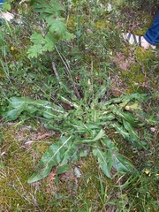 Hypochaeris maculata