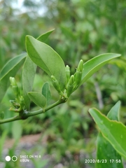 Oxyceros longiflorus