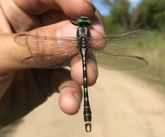 Nihonogomphus ruptus