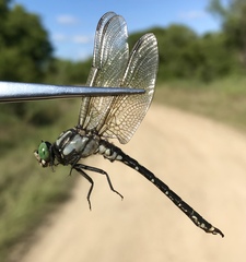 Nihonogomphus ruptus