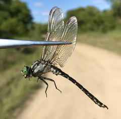 Nihonogomphus ruptus