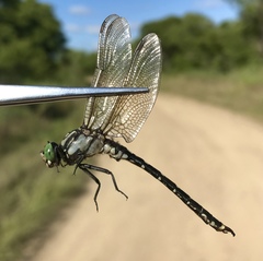 Nihonogomphus ruptus
