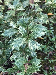 Osmanthus