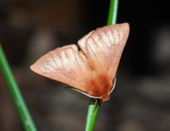 Pterolocera leucocera