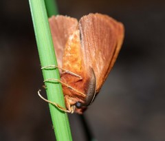 Pterolocera leucocera