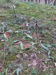 Hypochaeris maculata