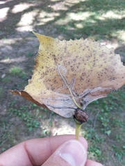 Pemphigus populitransversus