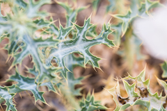 Argemone polyanthemos