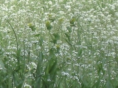 Lepidium perfoliatum