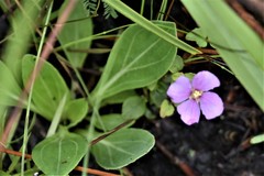 Rhexia nuttallii