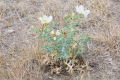 Argemone polyanthemos