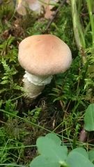 Agaricales
