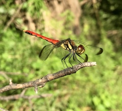 Sympetrum risi