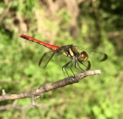 Sympetrum risi