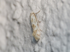 Elachistidae