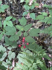 Actaea × ludovicii