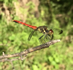 Sympetrum risi