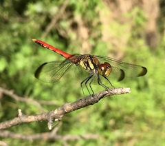 Sympetrum risi