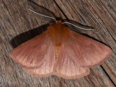 Pterolocera leucocera