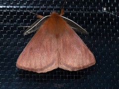 Pterolocera leucocera