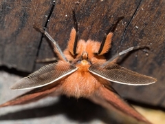 Pterolocera leucocera