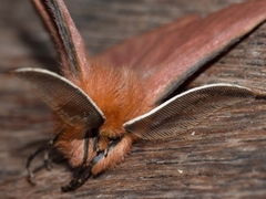 Pterolocera leucocera