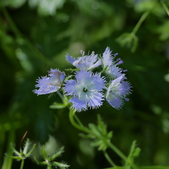 Phacelia purshii