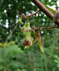 Ormocarpum sennoides