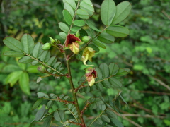 Ormocarpum sennoides