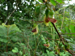 Ormocarpum sennoides