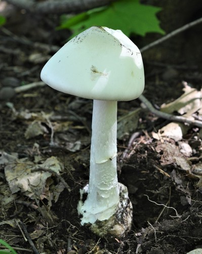 European Destroying Angel