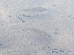 Lepomis macrochirus macrochirus