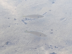 Lepomis macrochirus macrochirus