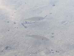 Lepomis macrochirus macrochirus