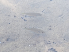 Lepomis macrochirus macrochirus