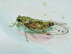 Neocicada hieroglyphica
