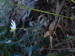 Caladenia catenata