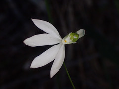 Caladenia catenata