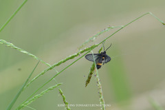 Psichotoe duvaucelii