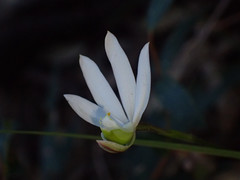 Caladenia catenata
