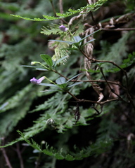 Lysionotus pauciflorus