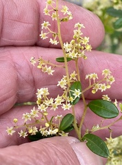 Trymalium ledifolium