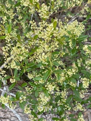 Trymalium ledifolium