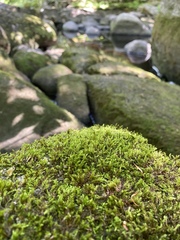 Sciuro-hypnum plumosum