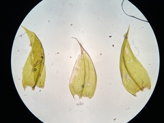 Sciuro-hypnum plumosum