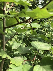 Crataegus pedicellata